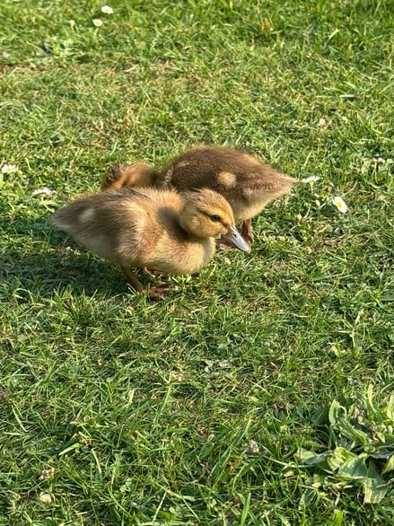 Two ducklings huddling together on the grass
