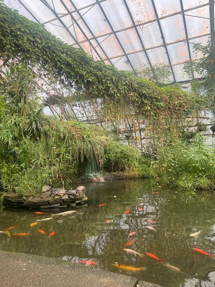 Indoor pond with koi fish and plants under glass roof