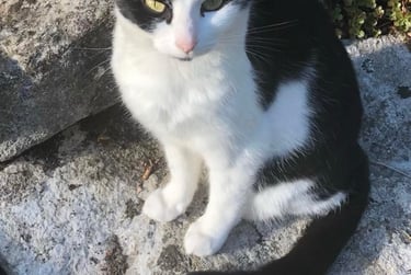 1 bed house, St. Ives Gardens, Charminster, Bournemouth, BH26NS - Image 9