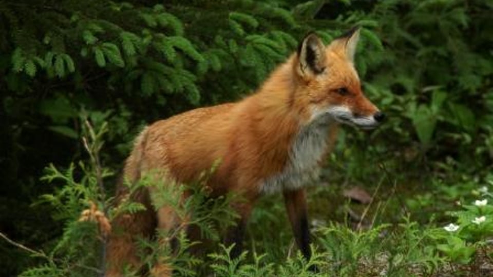 Letting agency reveals barmy tenant requests