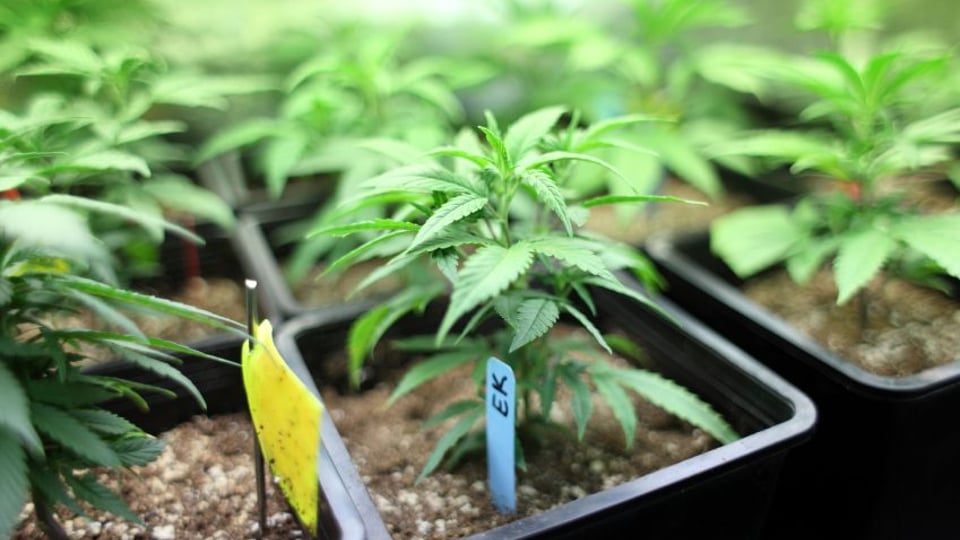 Landlords warned over cannabis farming