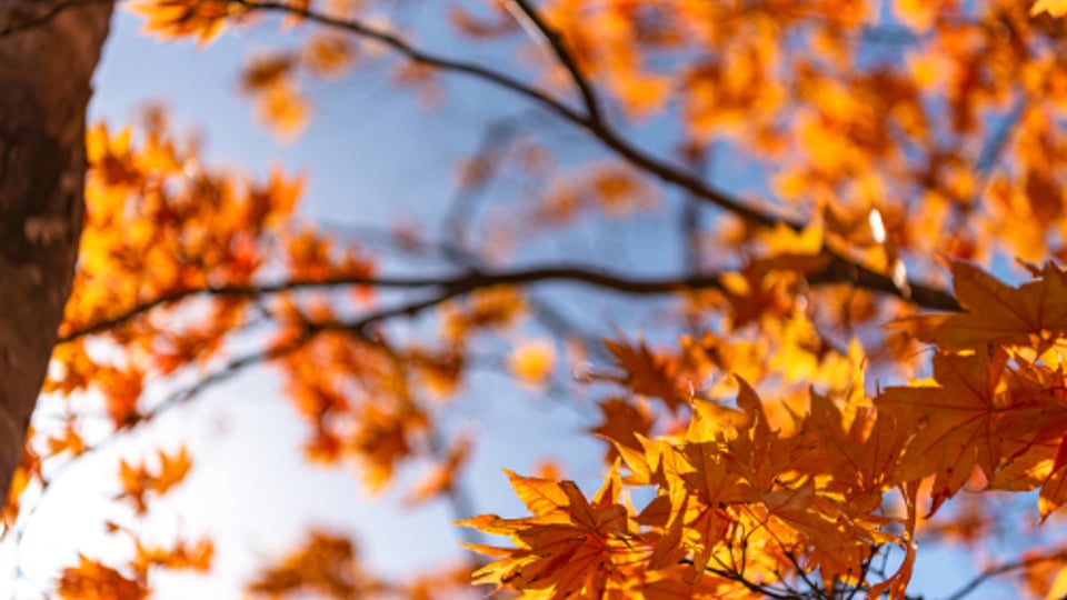 Rental sector enjoys Autumnal activity increase