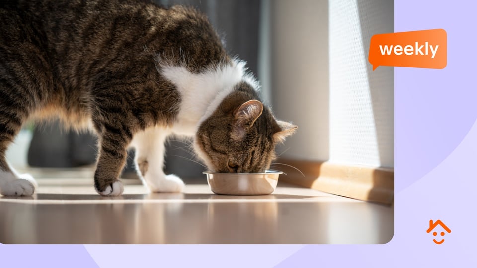 Impact of Renters’ Rights Act noticed as 50% of England’s renters to welcome a pet