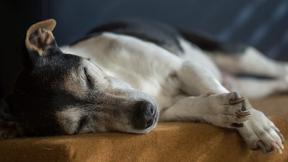 Jack Russell left exhausted after Cambridge University Students take him for too many walks